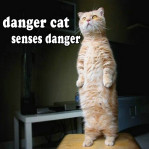 danger_cat_by_doom1272-d31m7no