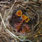 5131682 – close up of hangry small birds in its nest
